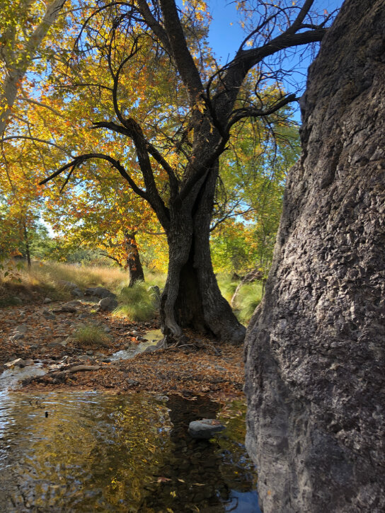 CANYON TREE