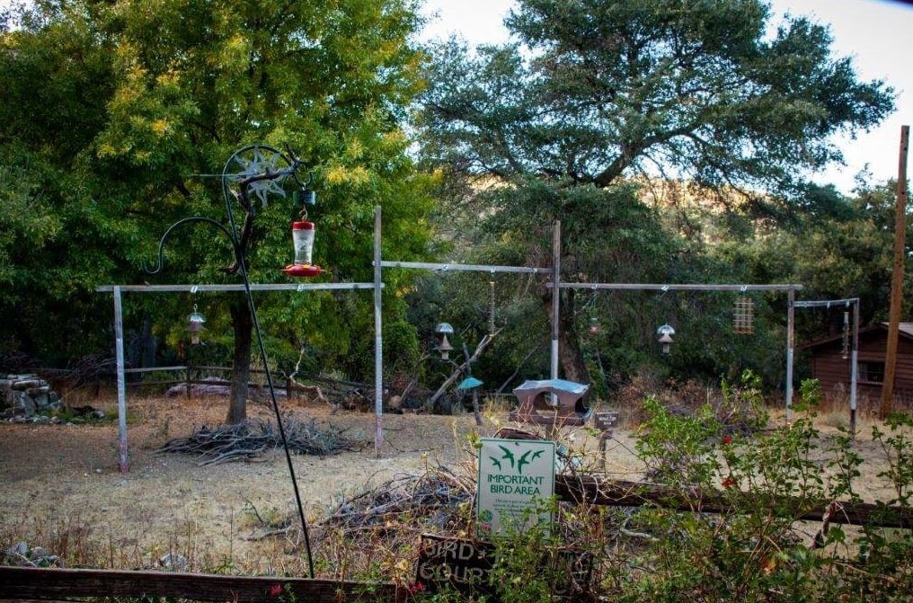 The wildlife viewing area with bird feeders