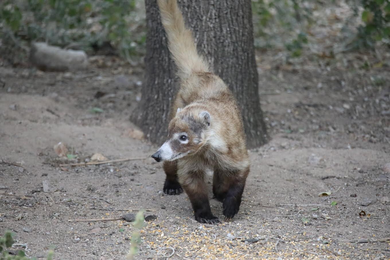 WILDLIFE COATIMUNDI